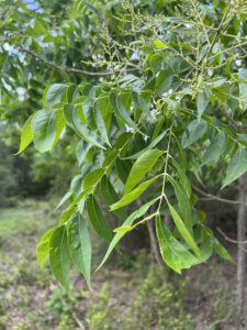 Western Soapberry