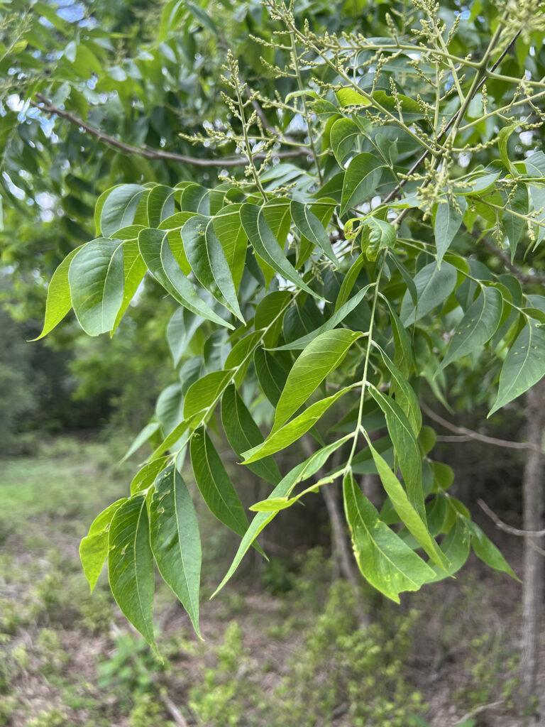 Western Soapberry