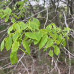 Leaf Detail