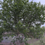 Texas Ash