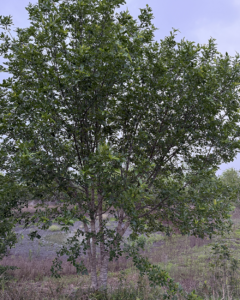 Texas Ash