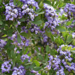 Texas Mountain Laurel