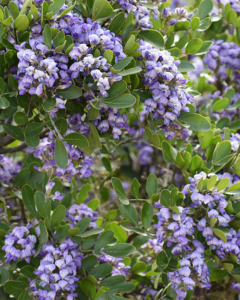 Texas Mountain Laurel
