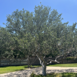 Texas Persimmon