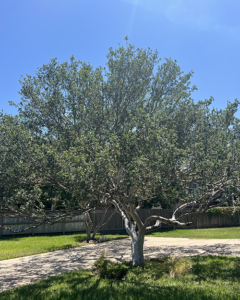 Texas Persimmon