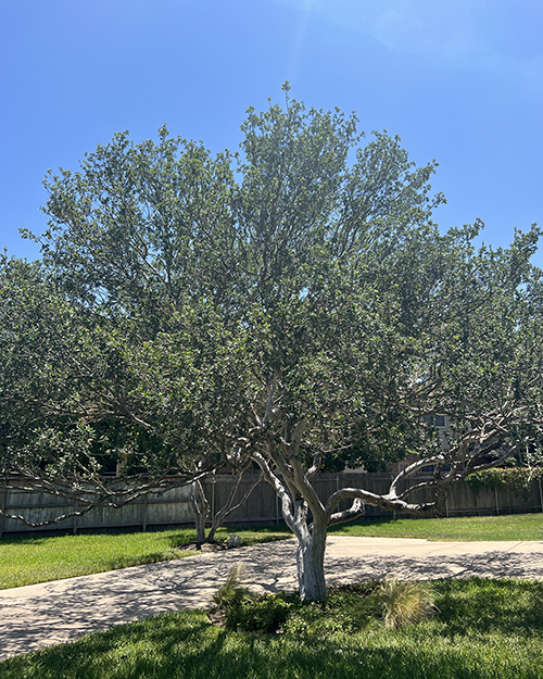 Texas Persimmon