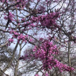 Texas Red Bud