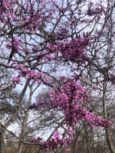 Texas Red Bud
