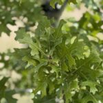 Texas Hill Country Red Oak