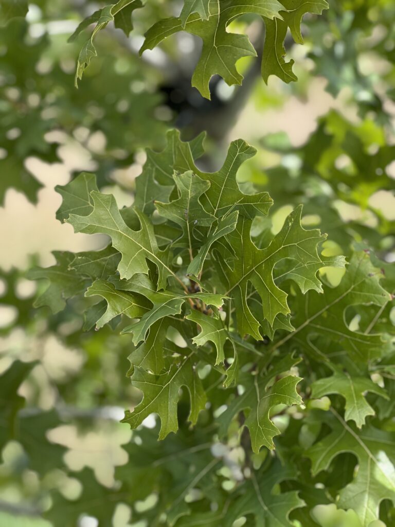 Texas Hill Country Red Oak