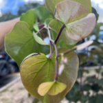 Leaf Detail