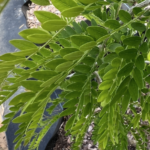 Thornless Honey Locust