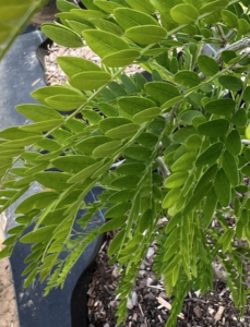 Thornless Honey Locust
