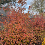 Fall Color