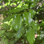Leaf Detail