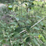 Leaf Detail