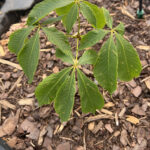 Yellow Buckeye