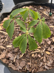 Yellow Buckeye