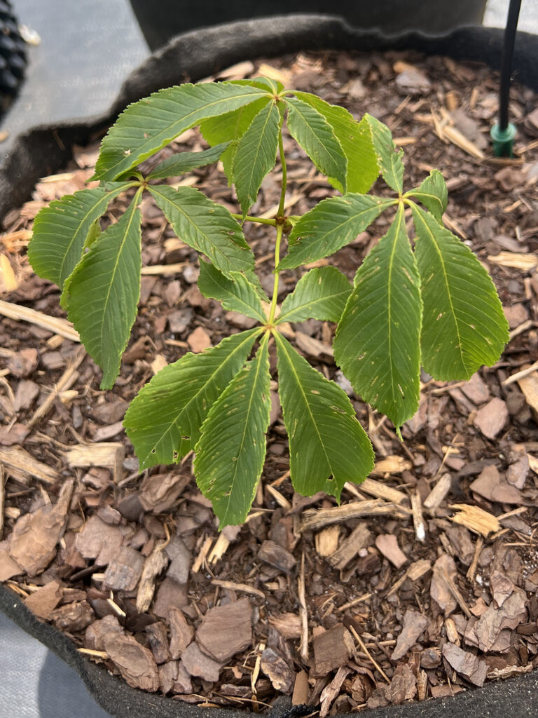Yellow Buckeye