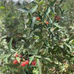 Agarita