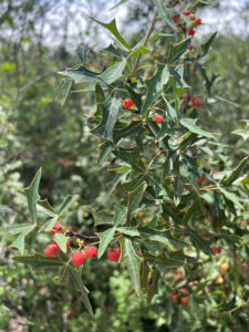 Agarita