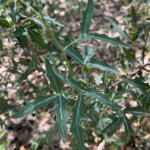 Leaf Detail