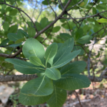 Leaf Detail