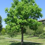 Catalpa
