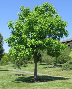 Catalpa