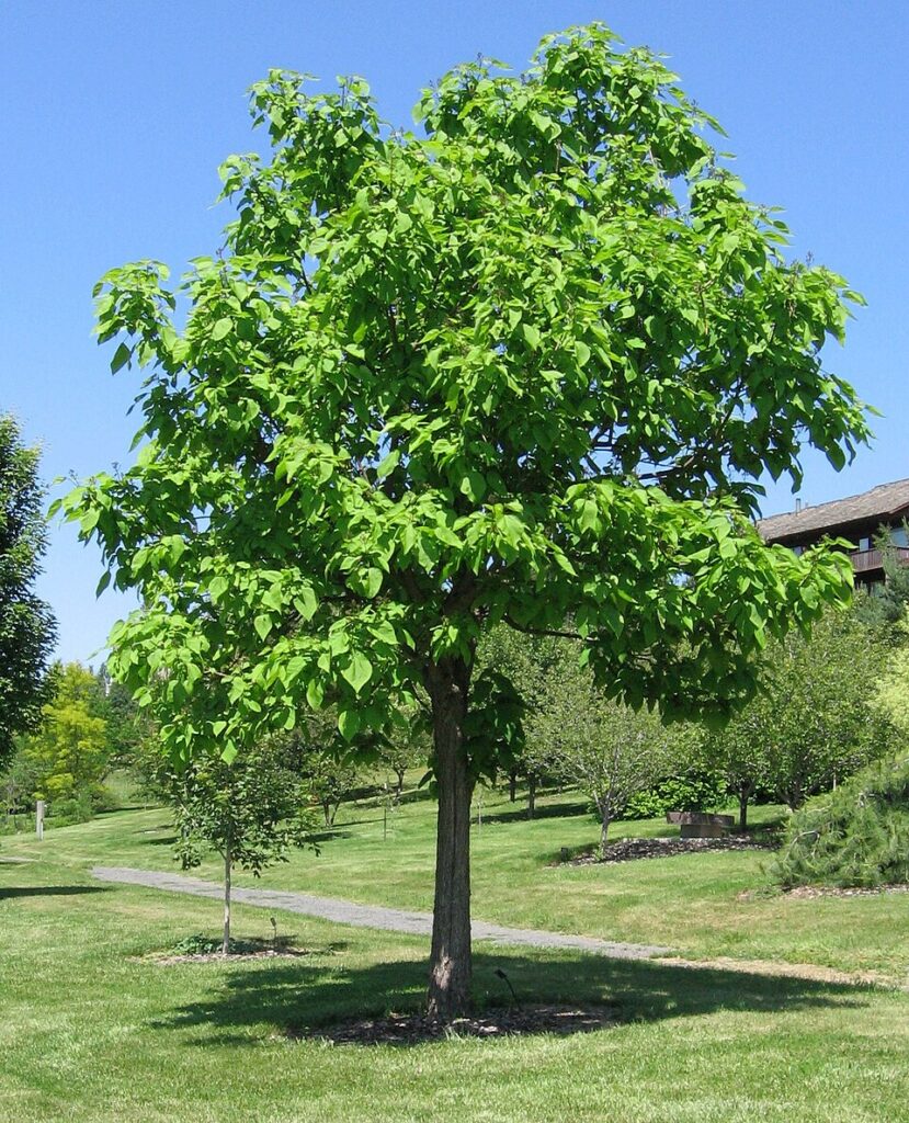 Catalpa