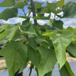 Leaf Detail