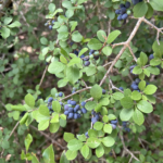Elbow Bush
