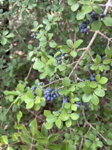 Elbow Bush