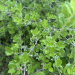 Leaf Detail