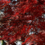 Japanese Maple