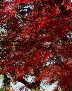 Japanese Maple