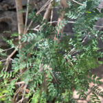 Kidneywood