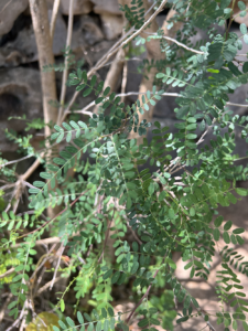 Kidneywood