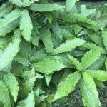 Loquat Leaf Oak