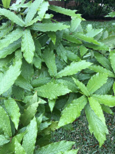 Loquat Leaf Oak