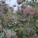 American Smoke Tree