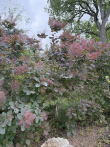 American Smoke Tree
