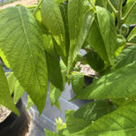 Leaf Detail