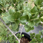 Arkansas Oak