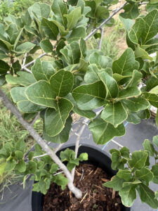 Arkansas Oak