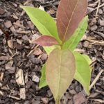 Common Persimmon