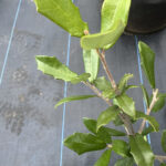 Leaf Detail