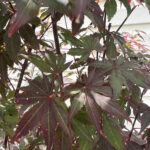 Leaf Detail