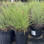 Little Bluestem