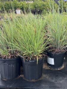 Little Bluestem